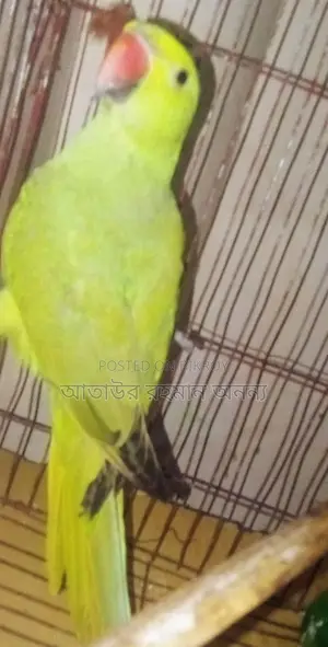 Indian Ringneck Parakeet