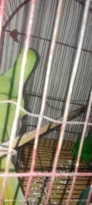 Indian Ringneck Parakeet
