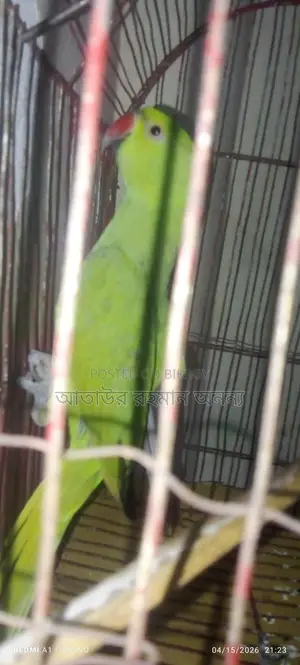 Indian Ringneck Parakeet