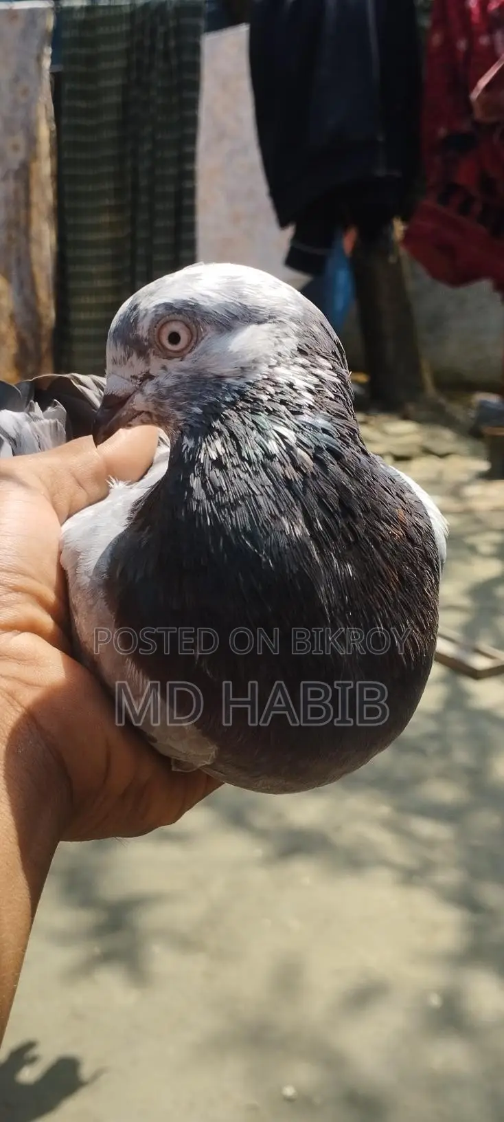 Golden Noor Pigeon for Sale!