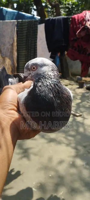 Golden Noor Pigeon for Sale!
