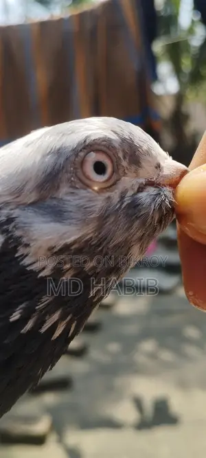 Golden Noor Pigeon for Sale!