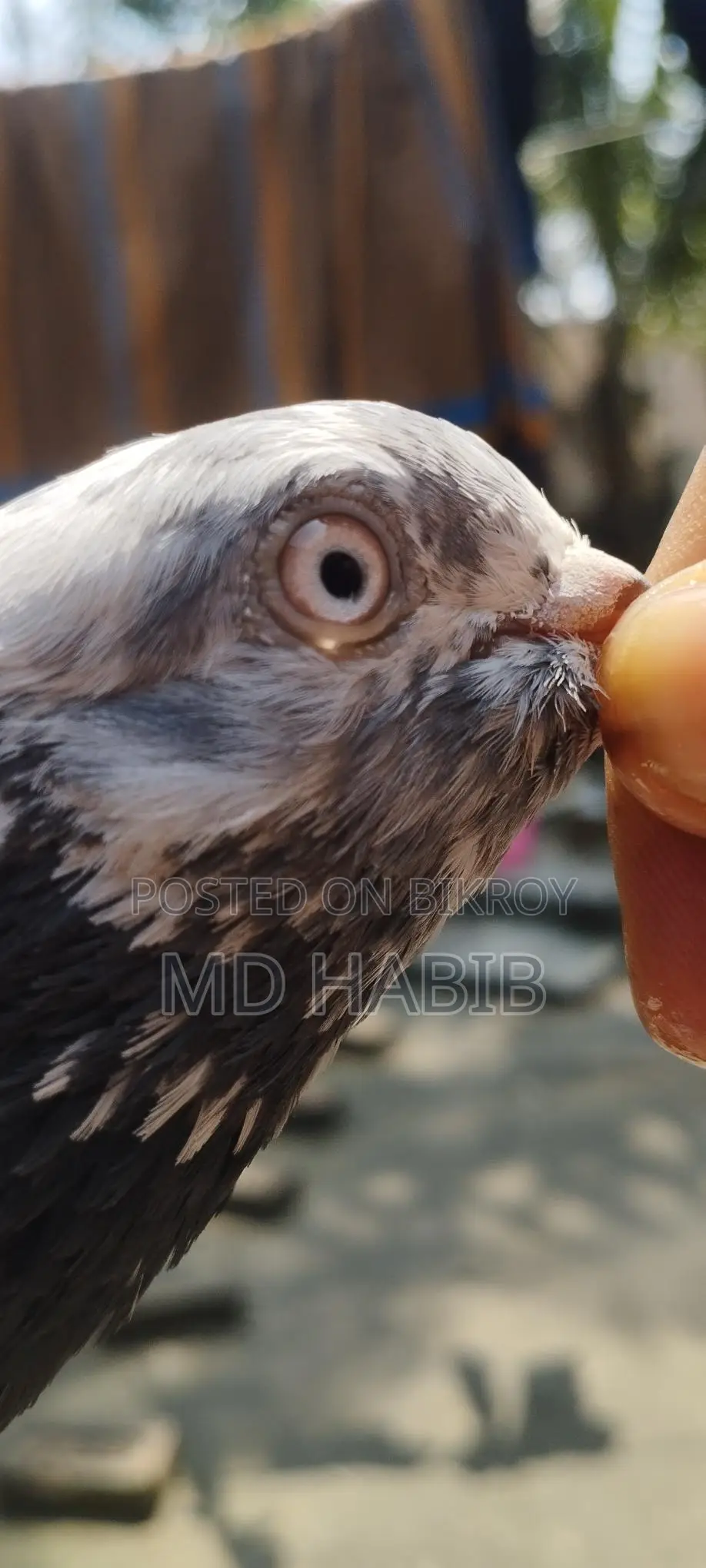 Golden Noor Pigeon for Sale!