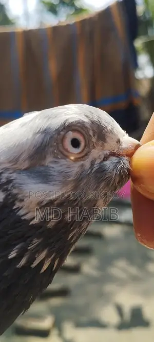 Golden Noor Pigeon for Sale!