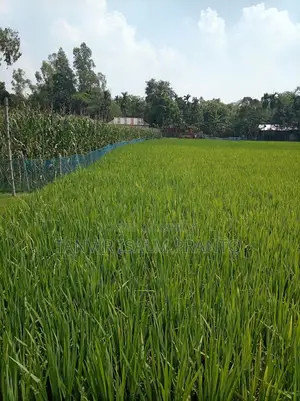 জরুরি জমি বিক্রি হবে