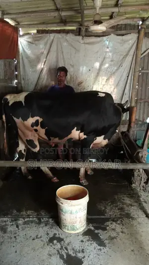 Cow for sale