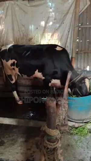 Cow for sale