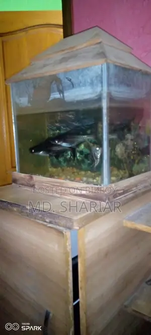 Aquarium with Fish and Oxygen Pump