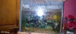 Aquarium with Fish and Oxygen Pump