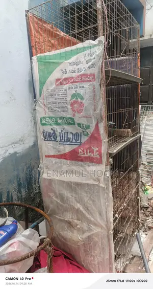 খাঁচা কবুতরের