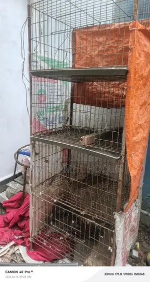 খাঁচা কবুতরের