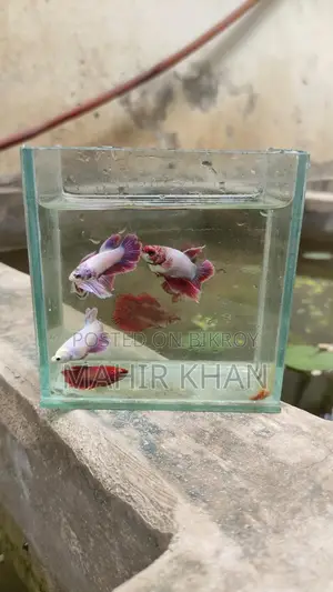 Betta Fish Female Male