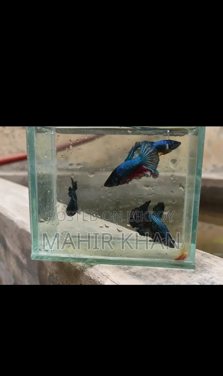 Colorful Male and Female Betta Fish