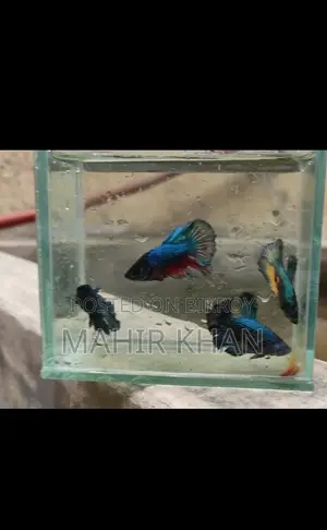 Colorful Male and Female Betta Fish