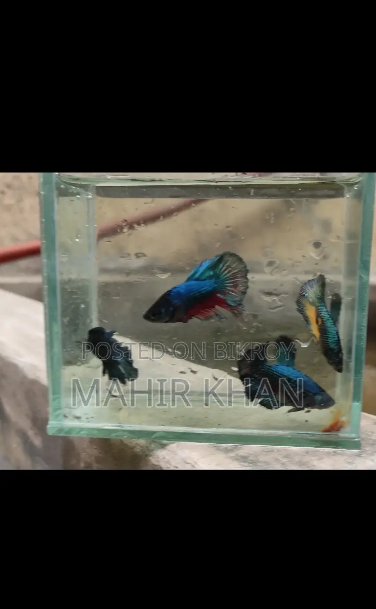 Colorful Male and Female Betta Fish