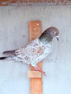 Military Pigeon for Sale