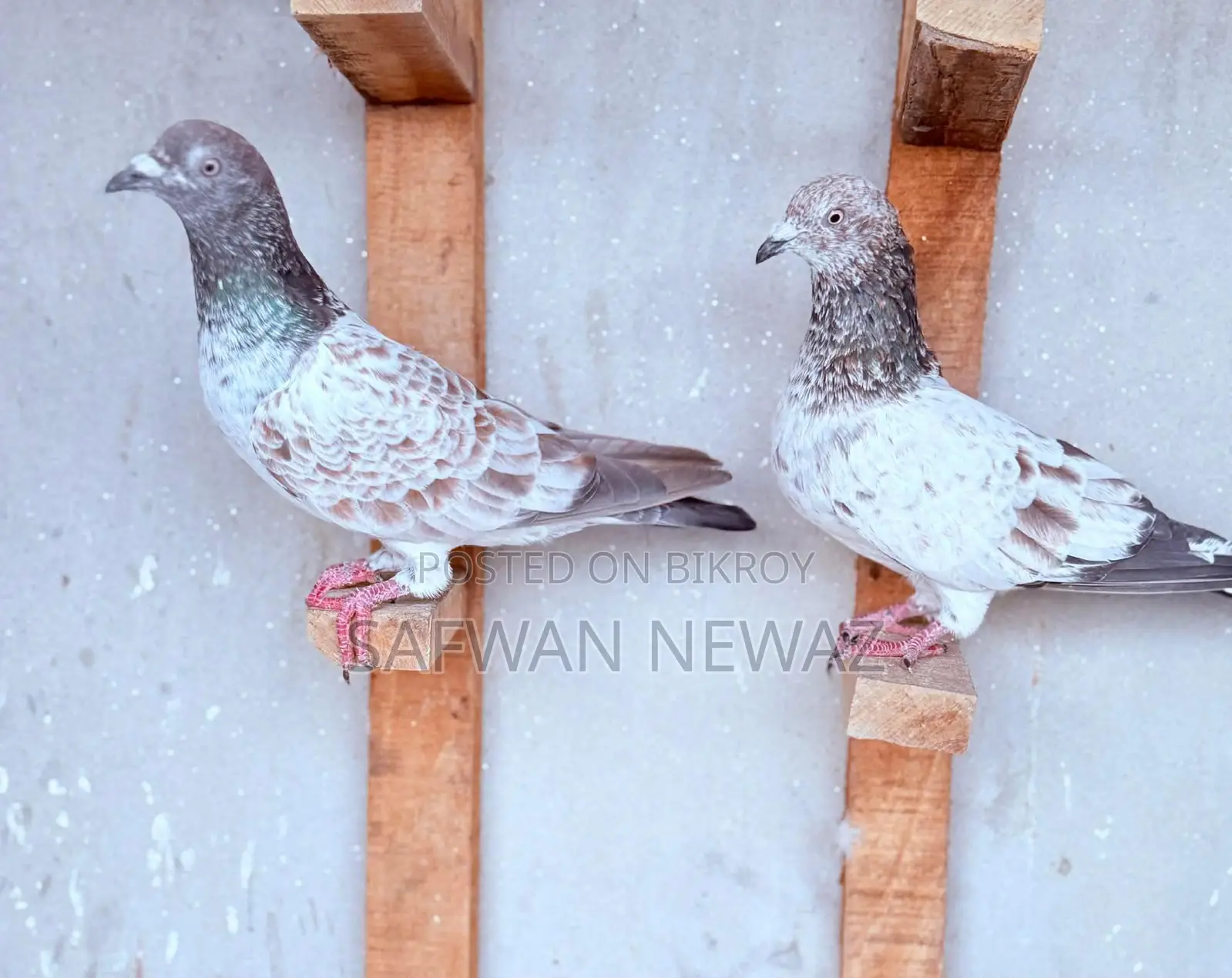 Military Pigeon for Sale