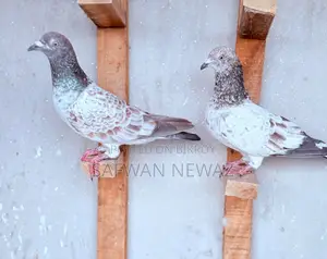 Military Pigeon for Sale