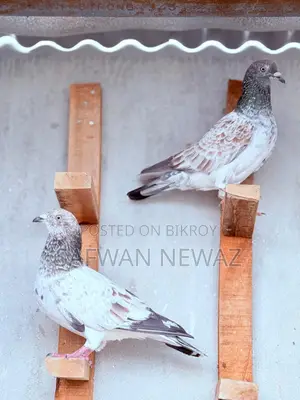 Military Pigeon for Sale