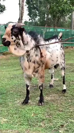 Domestic Male Barbari Breeder