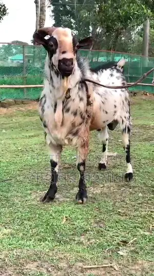 Domestic Male Barbari Breeder
