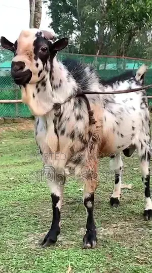 Domestic Male Barbari Breeder