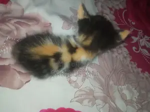 বিড়াল