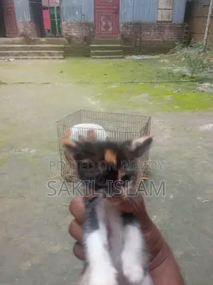 বিড়াল
