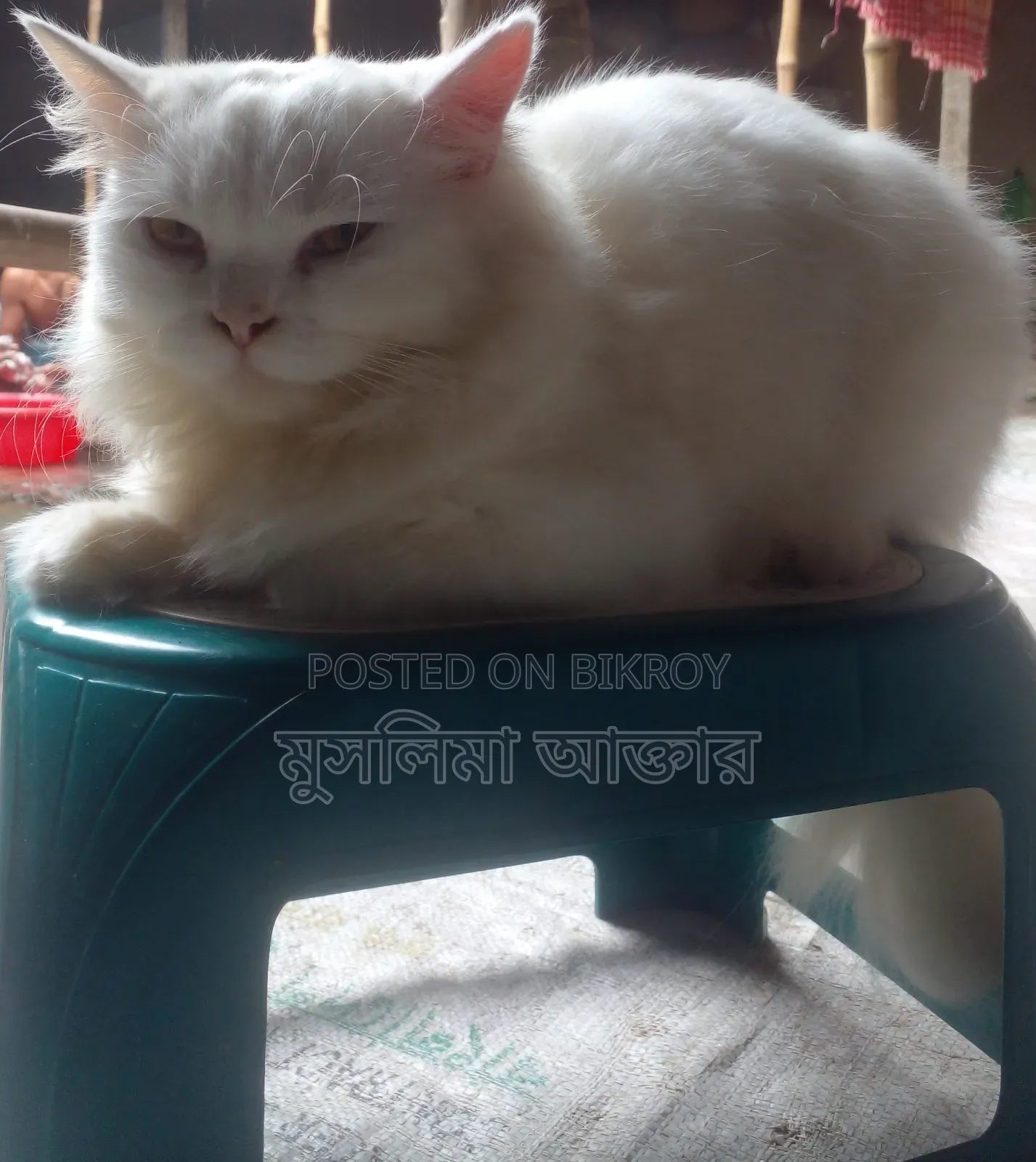 ৩-৬ মাস বয়সী পুরুষ মিক্সড ব্রিড পার্শিয়ান বিড়াল
