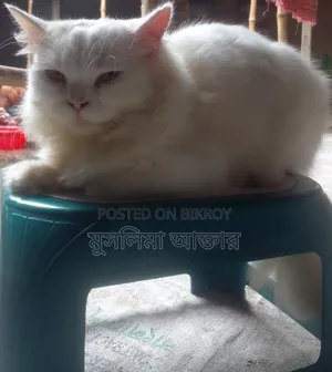 ৩-৬ মাস বয়সী পুরুষ মিক্সড ব্রিড পার্শিয়ান বিড়াল