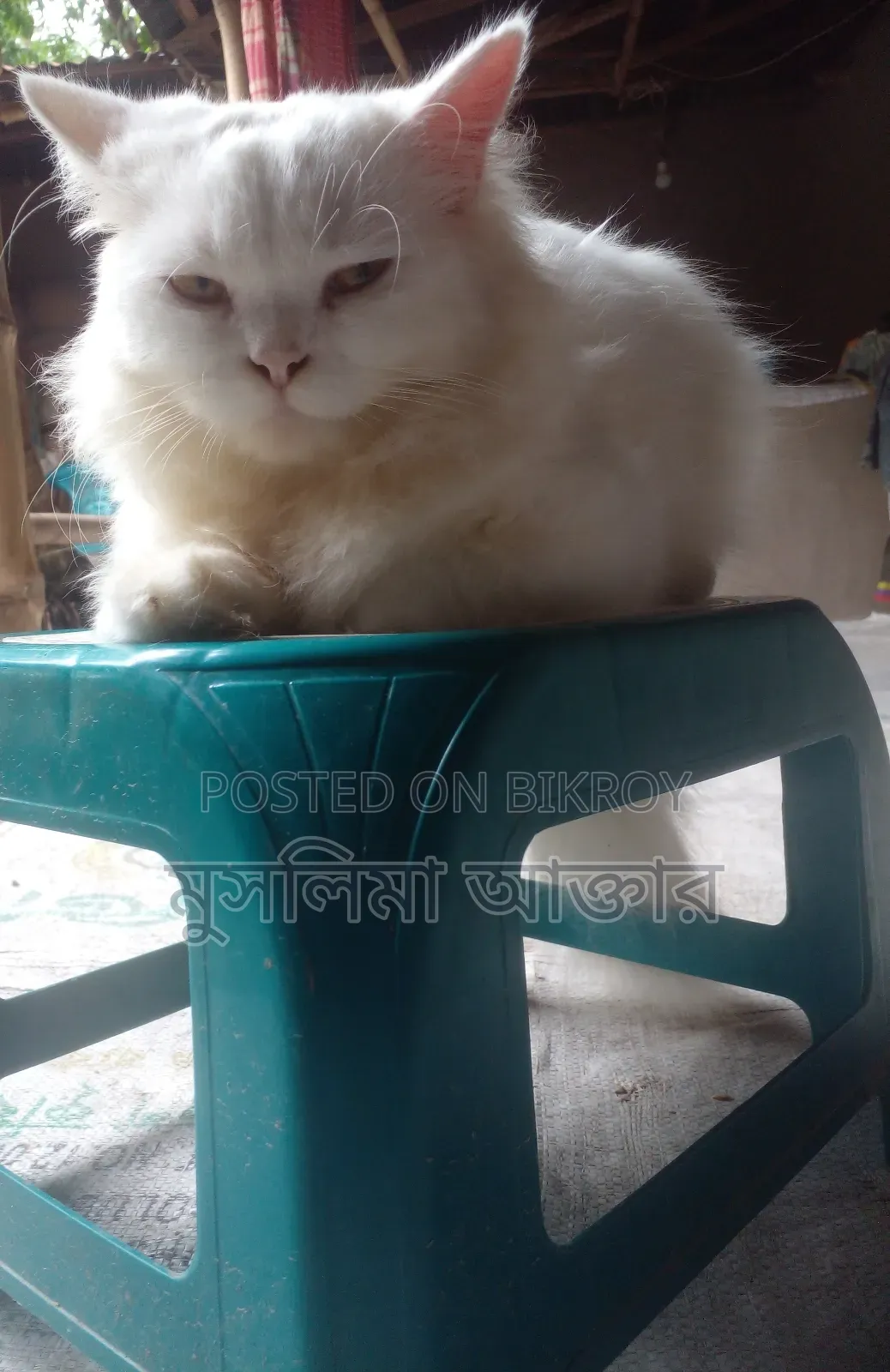 ৩-৬ মাস বয়সী পুরুষ মিক্সড ব্রিড পার্শিয়ান বিড়াল
