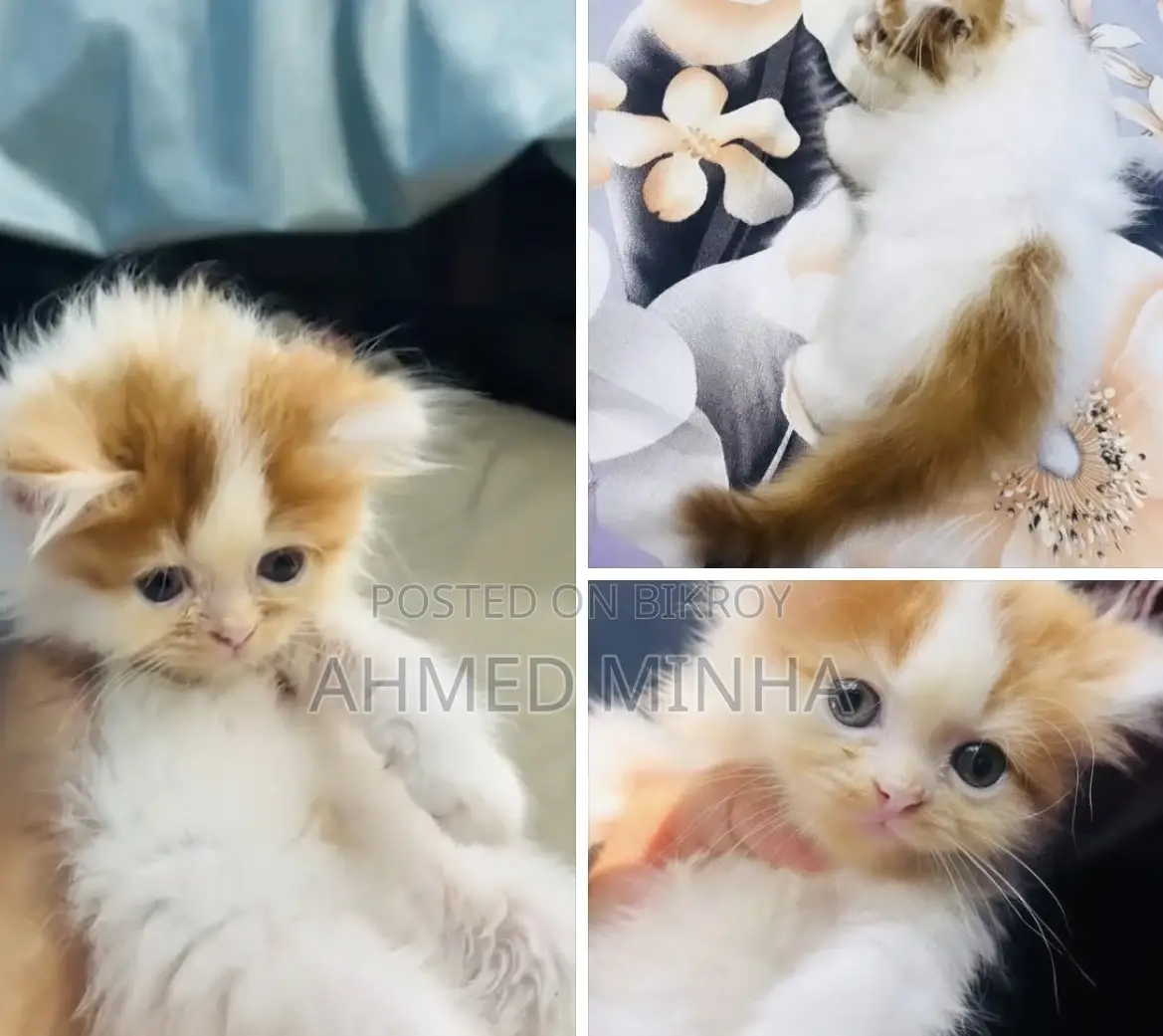 1-3 Months Female Purebred Persian