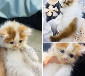 1-3 Months Female Purebred Persian