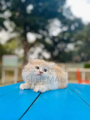 3-6 Months Male Purebred Persian