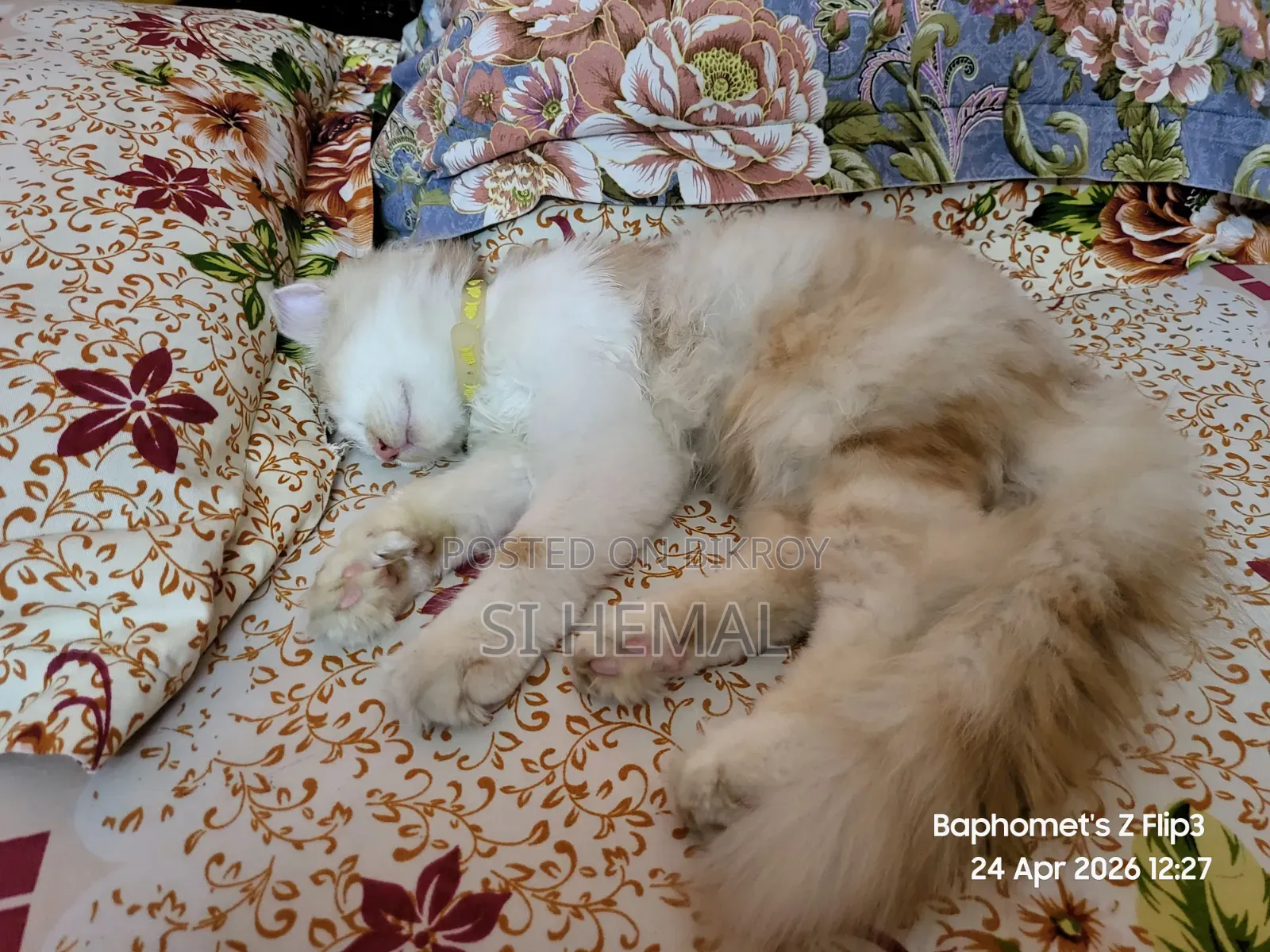 3-6 Months Male Purebred Persian