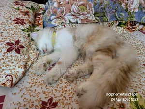 3-6 Months Male Purebred Persian