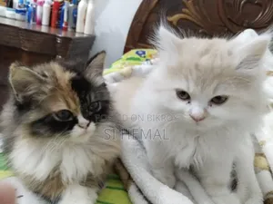 3-6 Months Male Purebred Persian