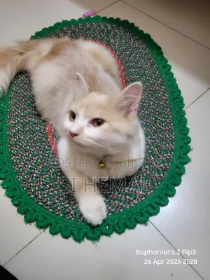 3-6 Months Male Purebred Persian