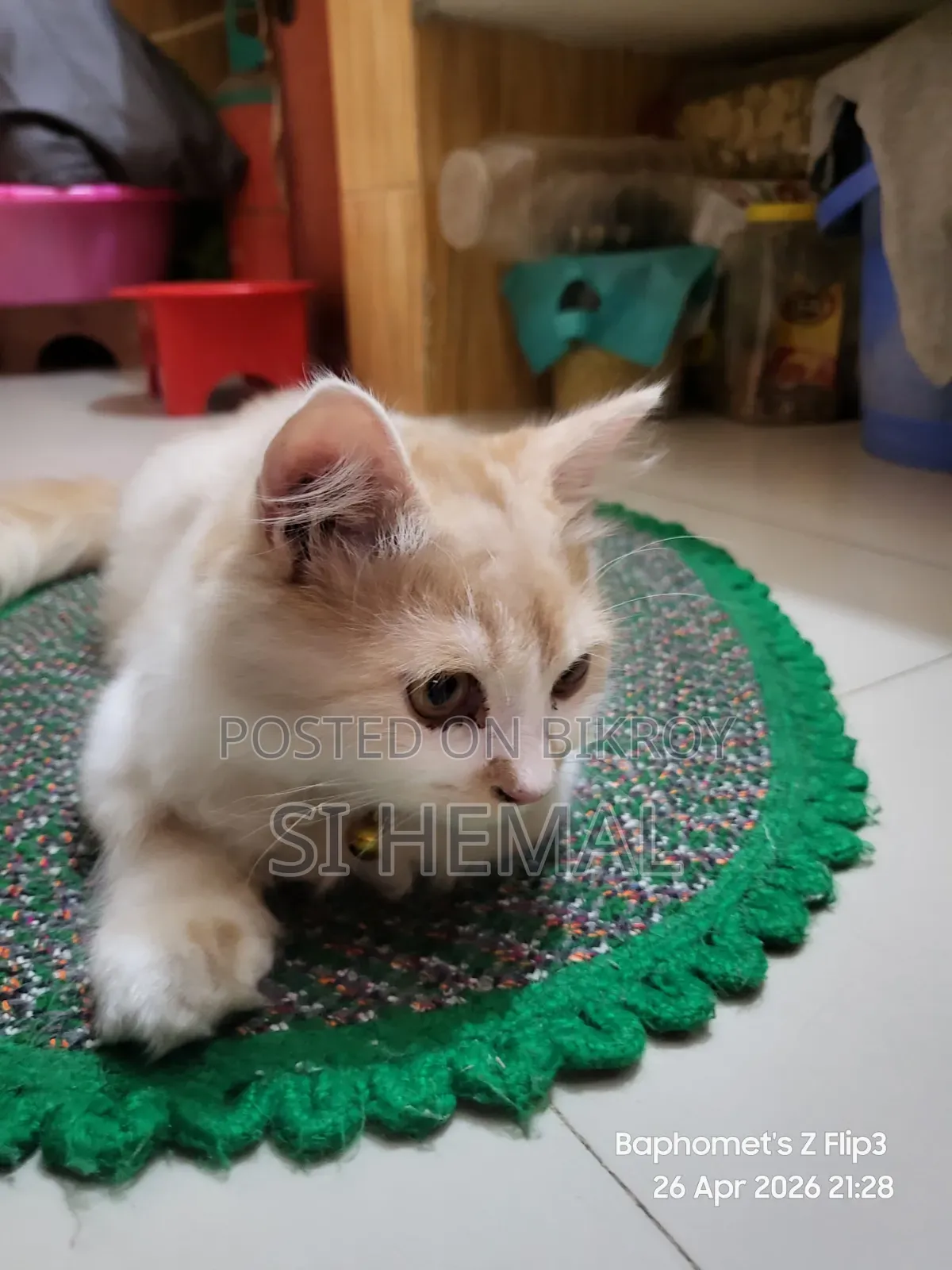 3-6 Months Male Purebred Persian