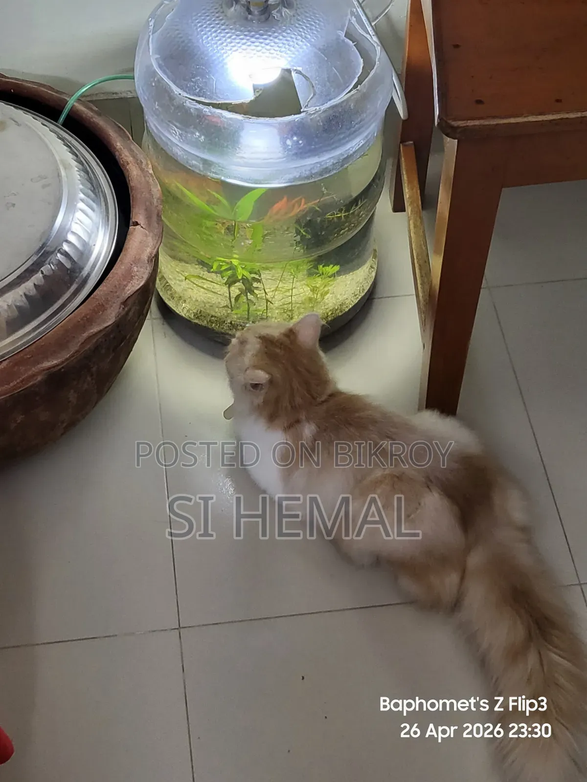 3-6 Months Male Purebred Persian