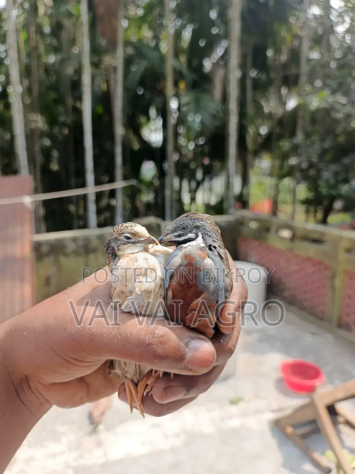 King Quail Available With Us