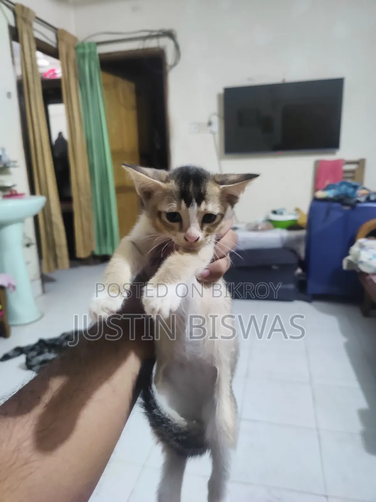 1-3 Months Male Purebred Bengal