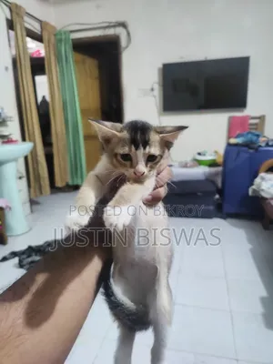 1-3 Months Male Purebred Bengal