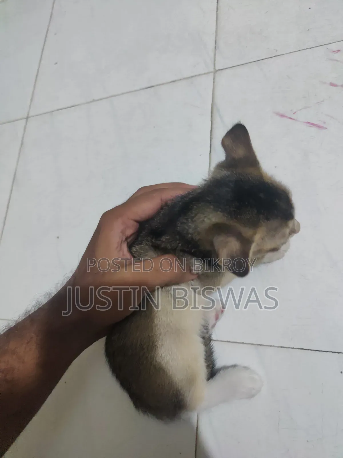 1-3 Months Male Purebred Bengal