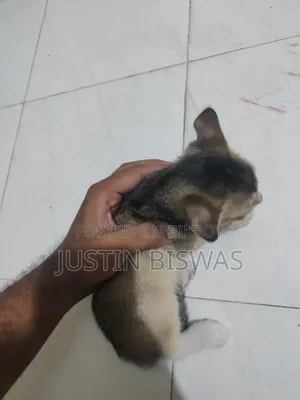 1-3 Months Male Purebred Bengal