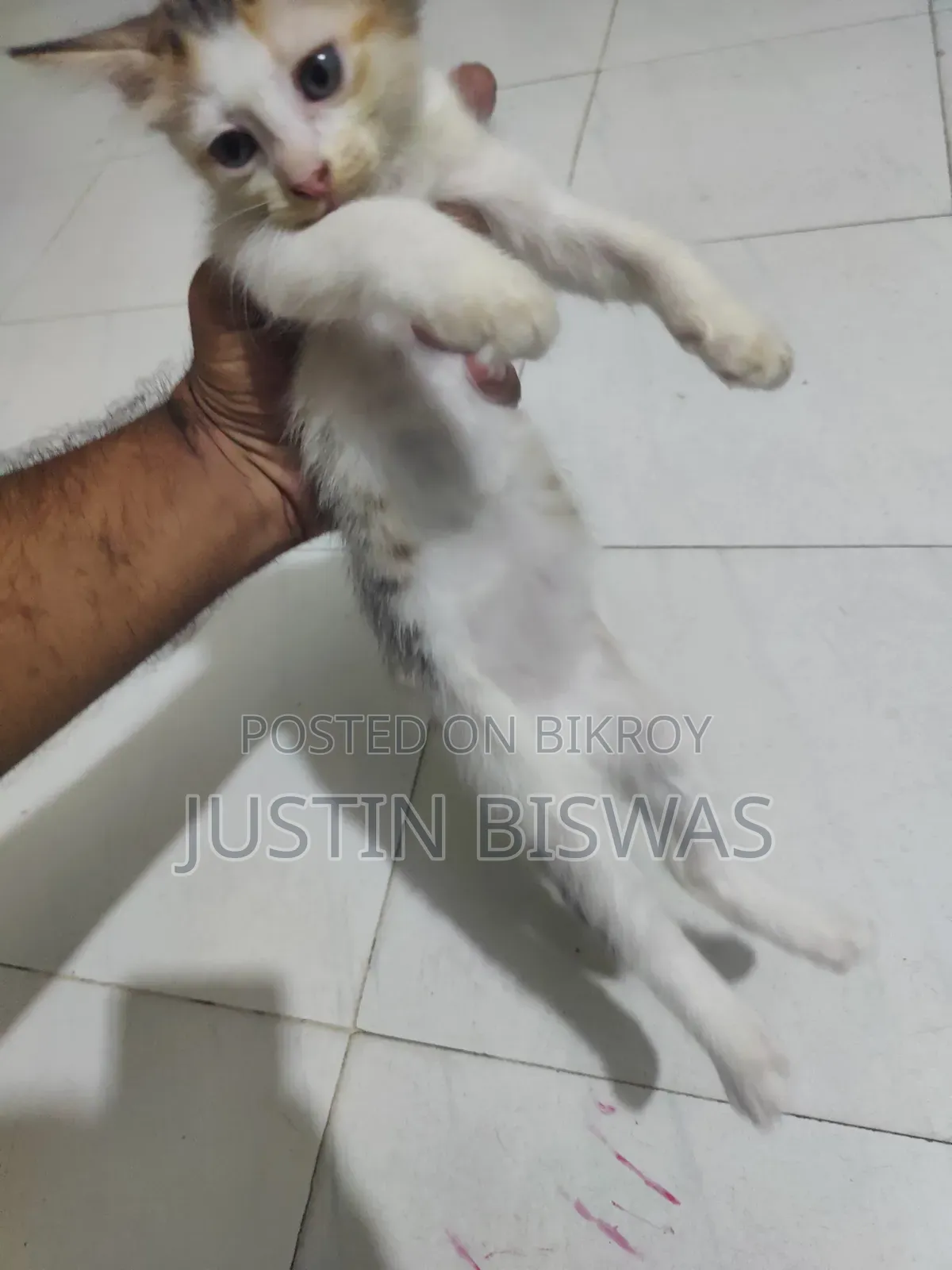 1-3 Months Male Purebred Bengal