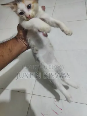 1-3 Months Male Purebred Bengal