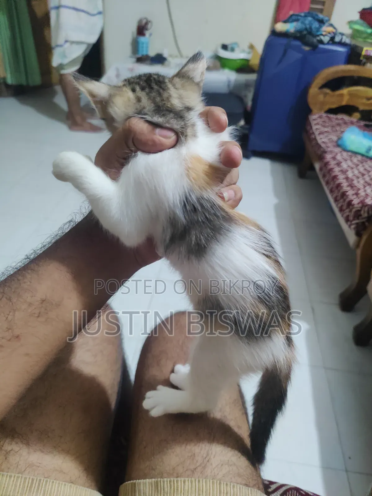 1-3 Months Male Purebred Bengal