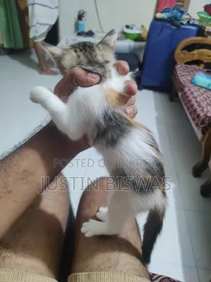 1-3 Months Male Purebred Bengal