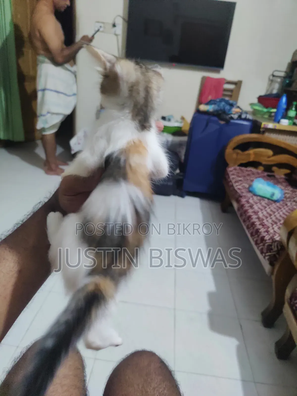 1-3 Months Male Purebred Bengal